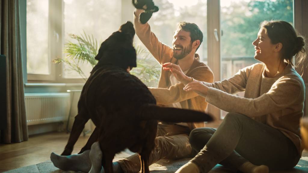 How to Make Your House Pet-friendly