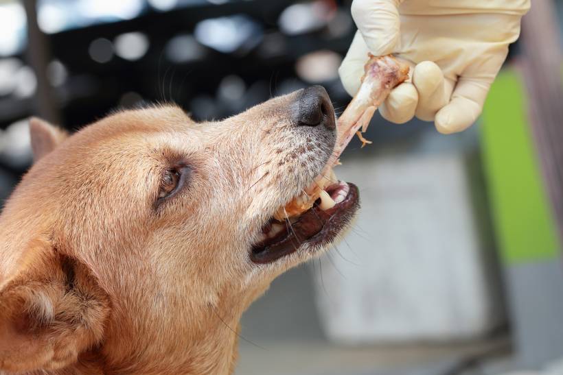 Should I Call The Vet If My Dog Ate Chicken Bones?
