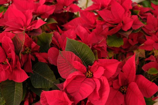 Are Poinsettias Poisonous to Cats
