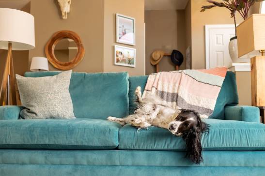 Best Breeds For Apartment Living