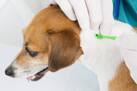 Should I Call The Vet If My Dog Has a Tick?