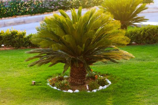 Is Sago Palm Poisonous To Cats