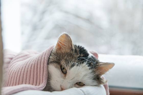 When Should I Call The Vet For My Cat Our Fit Pets