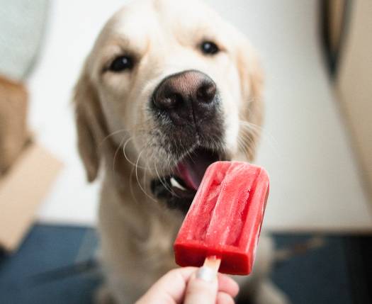 Dog Ate Popsicle Stick