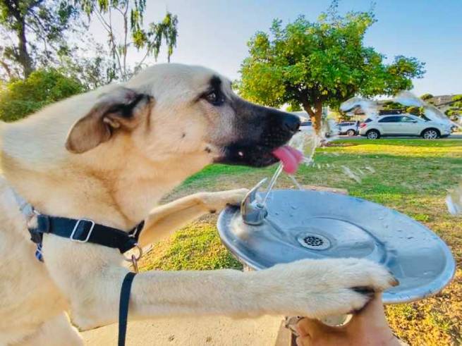 dog gadgets that improve your dog's health