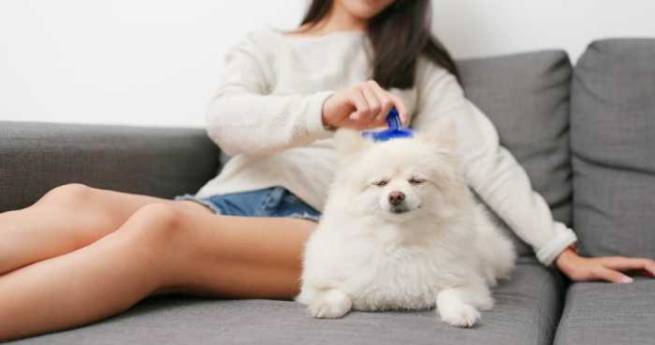 dog gadgets that improve your dog's health