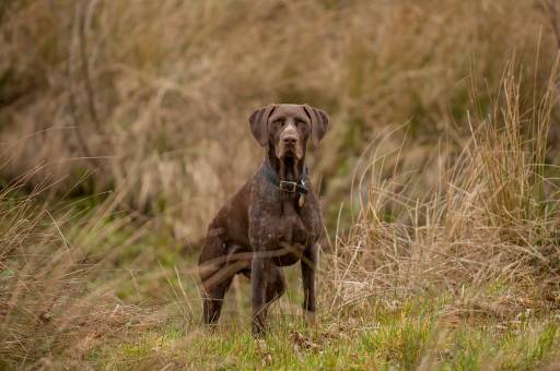 German Shorthaired Pointerpoodle – Owner’s Guide