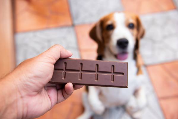 Dog Ate A Chocolate Bar