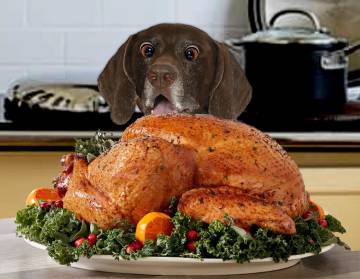 My Dog Ate A Whole Chicken What Should I Do?