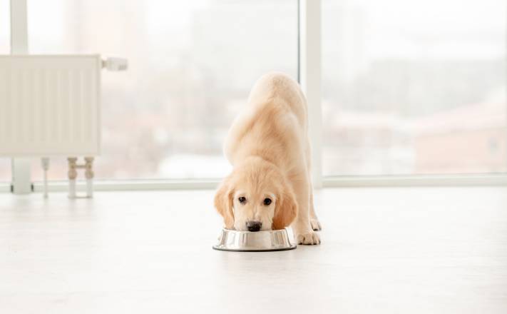 My Puppy Ate Big Dog Food What Should I Do?