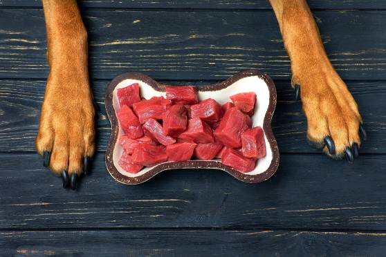 My Dog Ate Raw Beef What Should I Do?