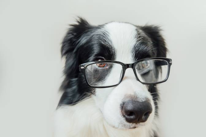 Dog Ate Glasses