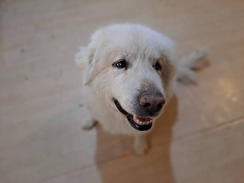 Golden Pyrenees – Owner’s Guide