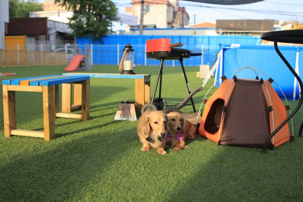 DIY Dog Playgrounds