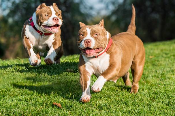 Best Food For Pitbull Puppies To Gain Weight