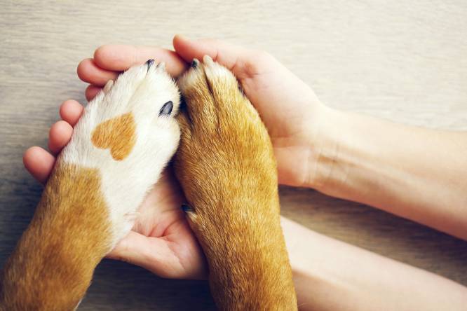 Three Types of Emotional Support Animals That Can Help With Depression