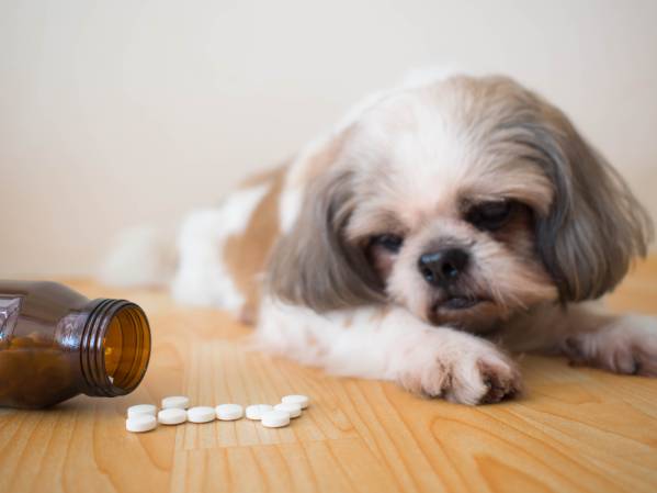 Dog Ate A Pill