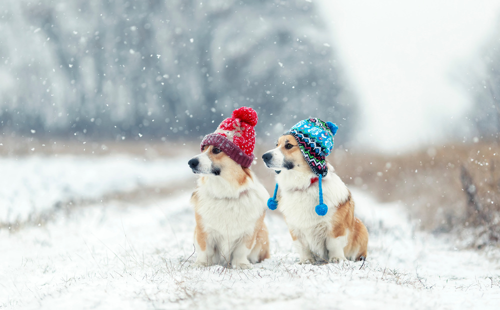 3 Unique Ways To Keep Your Dog Active During Winter