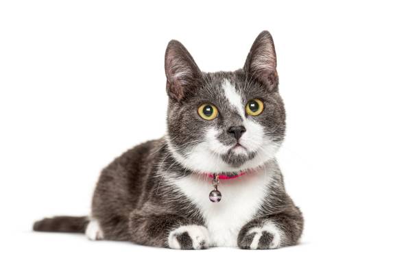 4 Things To Consider When Shopping For Cat Collars