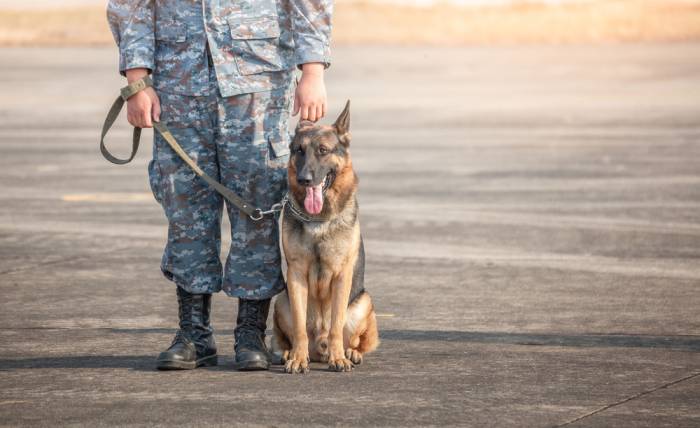 K9 Training: 3 Do's And Don'ts