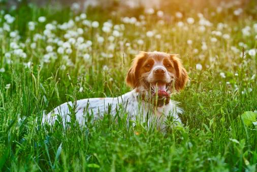 Brittany Spaniel Poodle Mix – Owner’s Guide