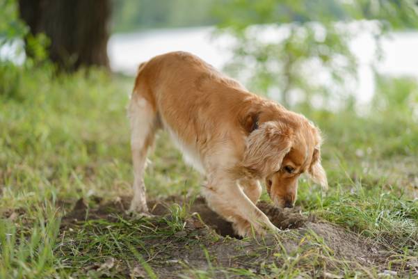 Why Do Male Dogs Dig Holes?