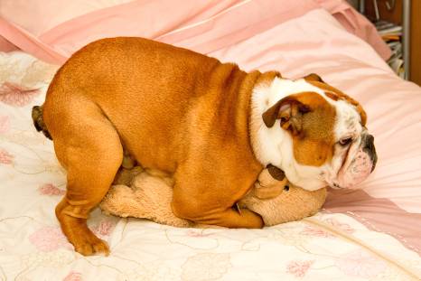Why Do Female Dogs Hump A Pillow?