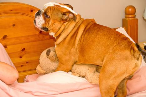 Why Do Female Dogs Mount Pillows?