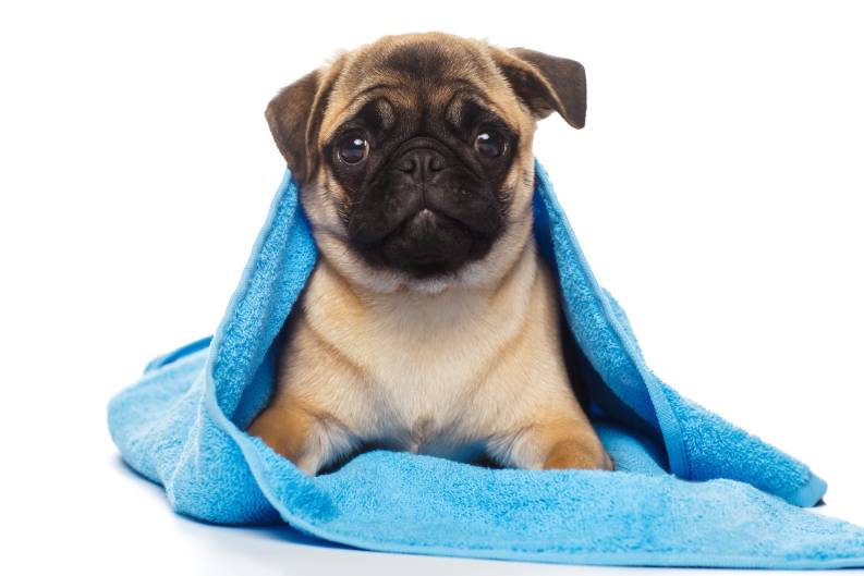 My Dog Ate A Towel What Should I Do?