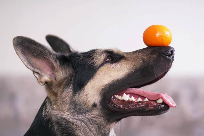 Can Dogs Eat Mandarins