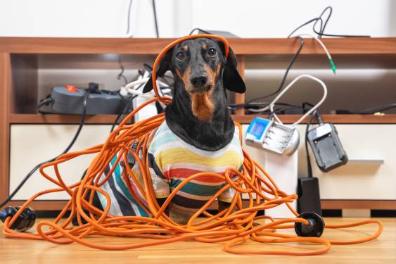 My Dog Ate A Power Cord What Should I Do?
