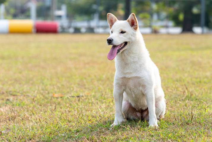 Why Do Female Dogs Mark Their Territory?