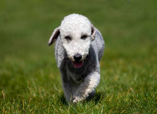 Dog Breeds That Look Like Sheep or Lambs