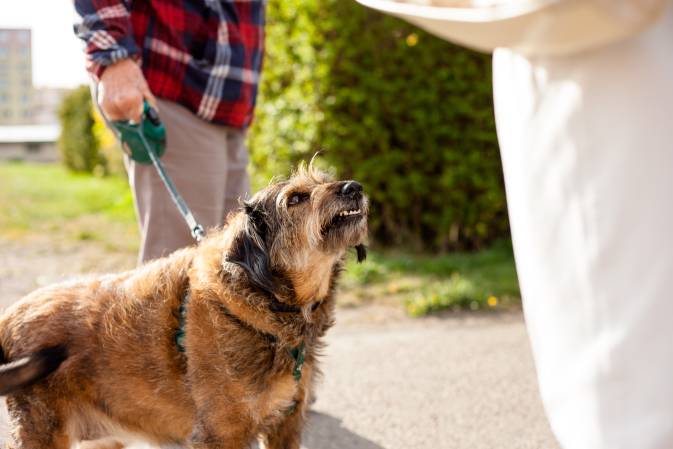 Why Do Male Dogs Get Urinary Tract Infections?
