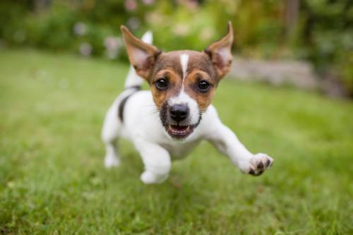 Why Do Female Dogs Pee When Excited?