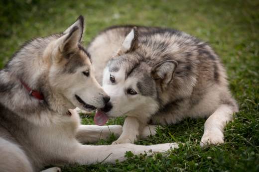 Why Do Female Dogs Lick Other Female Dogs?