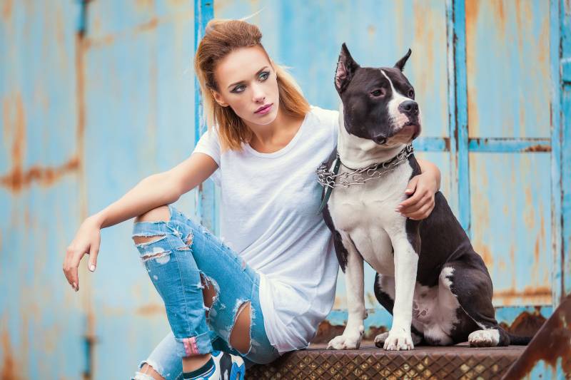 Could Your Pet be a Model? Here’s How to Get Into Advertising Shoots