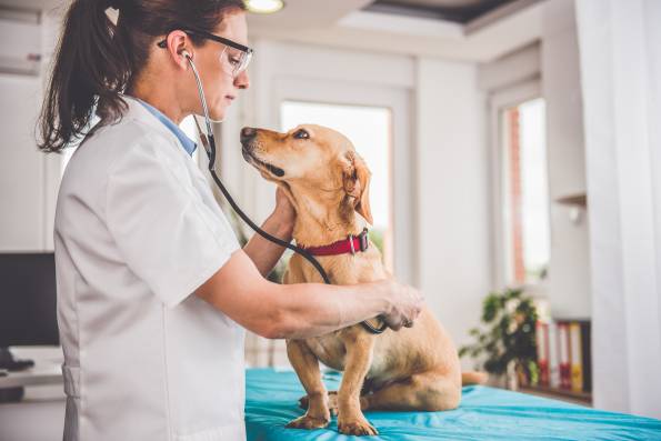 How to Write the Perfect Veterinary Resume – 5 Tips