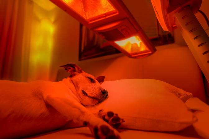 Best Heat Lamps For Dogs