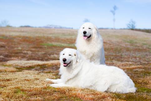 Dogs That Look Like Polar Bears