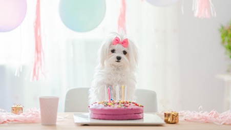 1. Make A Dog-Friendly Cake
