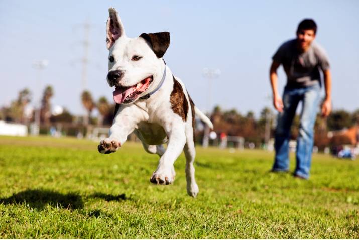 3 Tips to Keep Your Dog Happy and Healthy