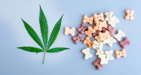 CBD Treats for Pets: Properties, Benefits, and Side Effects