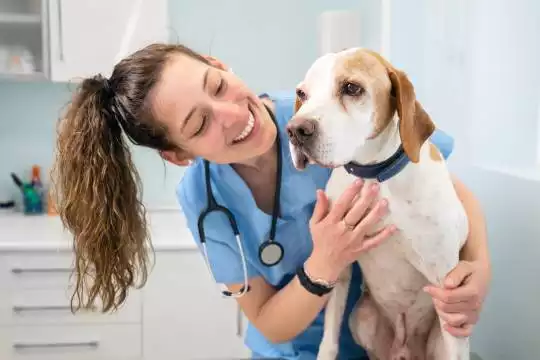 Fale com um veterinário online