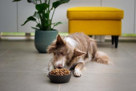 What You Should Feed Your Dog