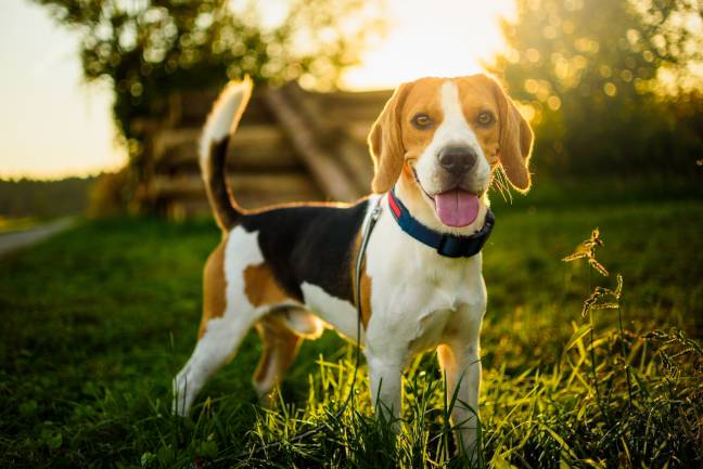 Are Beagle Good Service Dogs?