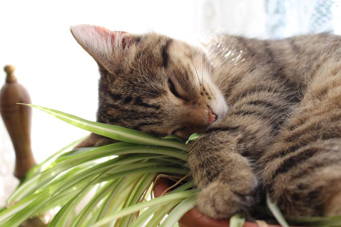 My Cat Ate Spider Plant What Should I Do?