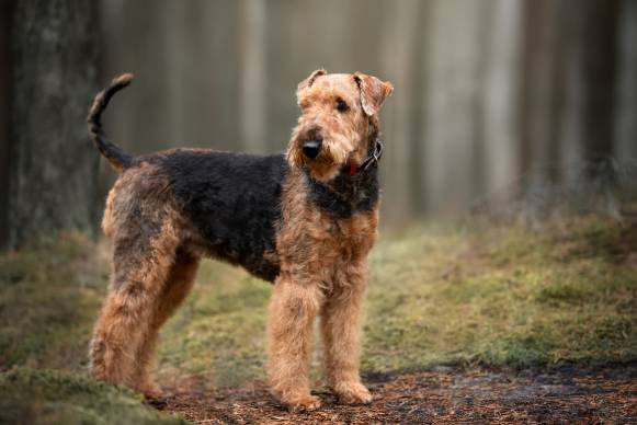 Are Airedale Terrier Good Service Dogs?
