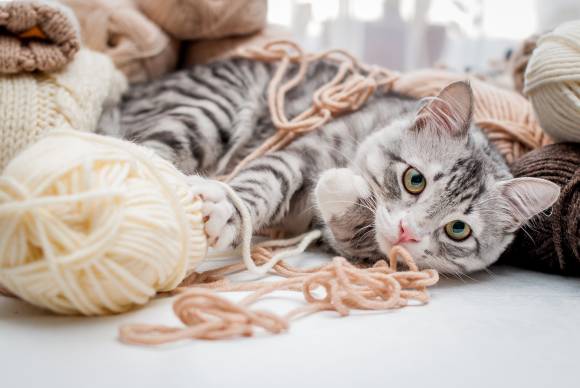 My Cat Ate Yarn What Should I Do?