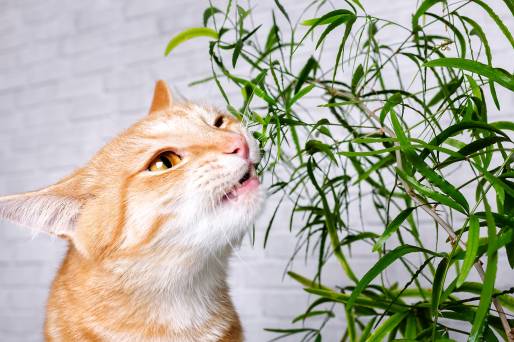 My Cat Ate Plants What Should I Do?